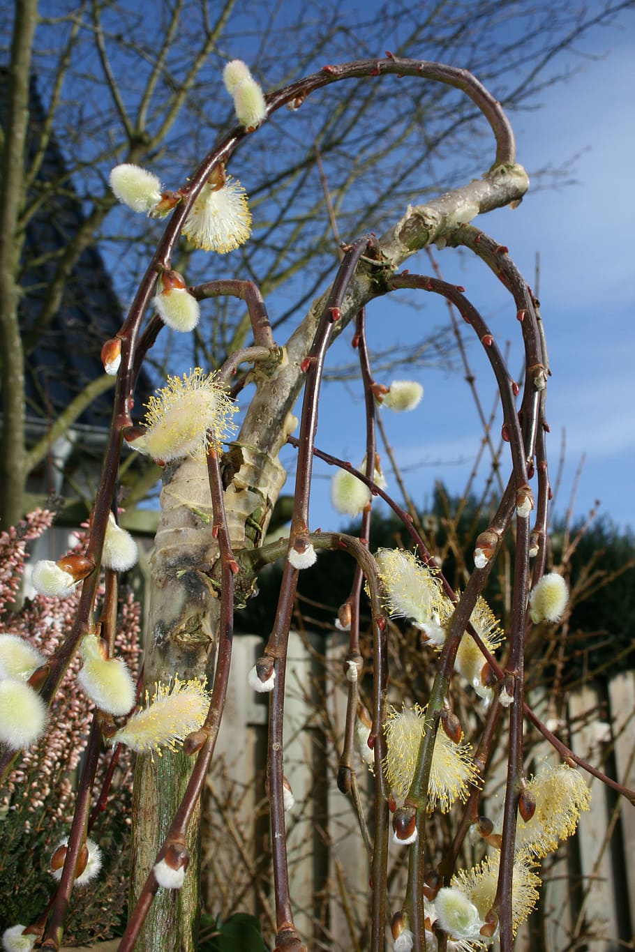 pussy willow, tree, spring, blossom, bloom, aesthetic, branch, garden, plant, close