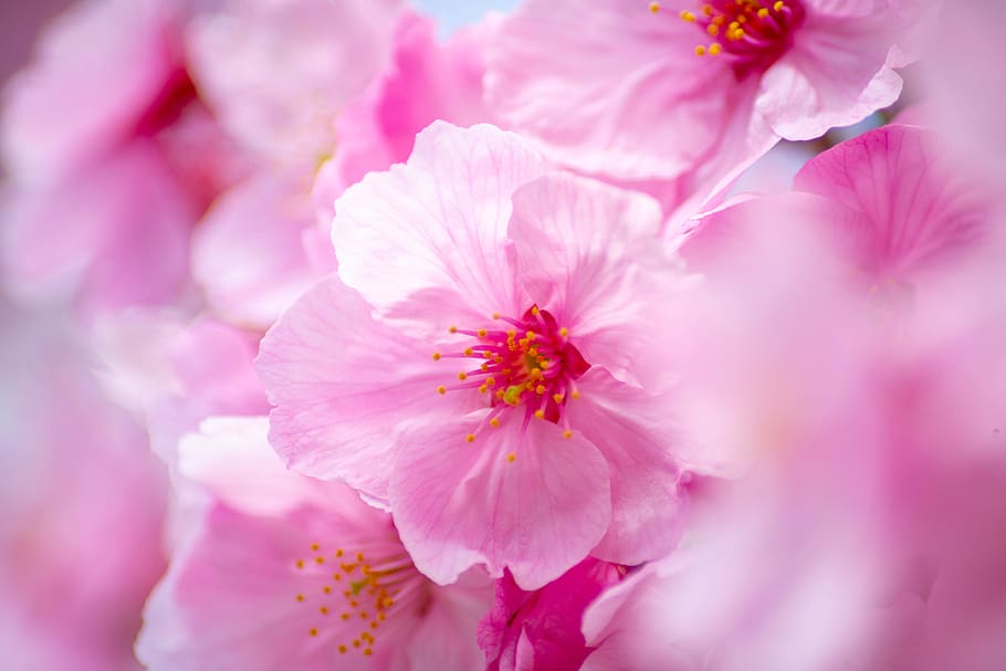 flores de cerejeira, flores, primavera, sakura, flor, planta de florescência, planta, frescura, beleza da natureza, cor rosa