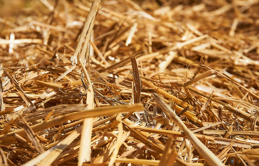 straw, straw bales, pile of straw, close, cereals, wheat, in the, land, summer, agriculture