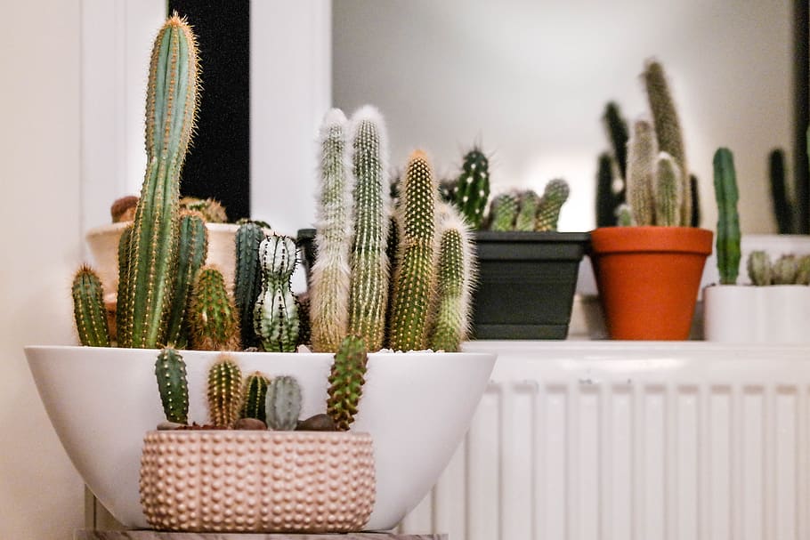 cactus, plantas de interior, planta de interior, planta, verde, suculenta, espina, interior, decoración, espinosa