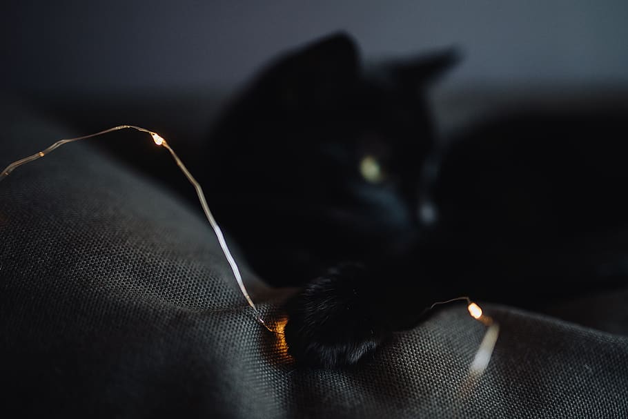 hewan peliharaan, hewan, kucing, kucing hitam, peri lampu, Hitam, peri, lampu, tekstil, dalam ruangan