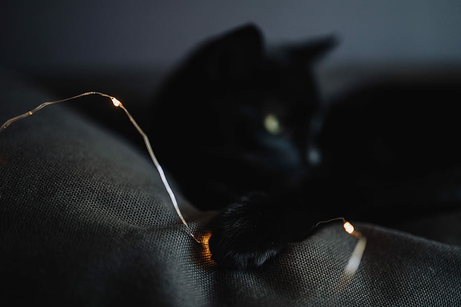 negro, gato, hadas, luces, gato negro, luces de hadas, mascota, animal, doméstico Gato, mascotas