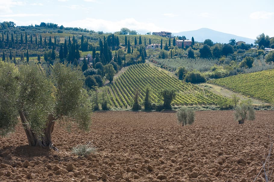 green, crops, day, olive grove, landscape, cypress, nature, mountains, sky, tuscany