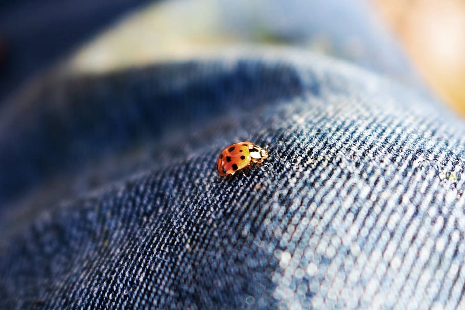 orange, black, ladybug, blue, denim textile, beetle, insect, red, macro, pants