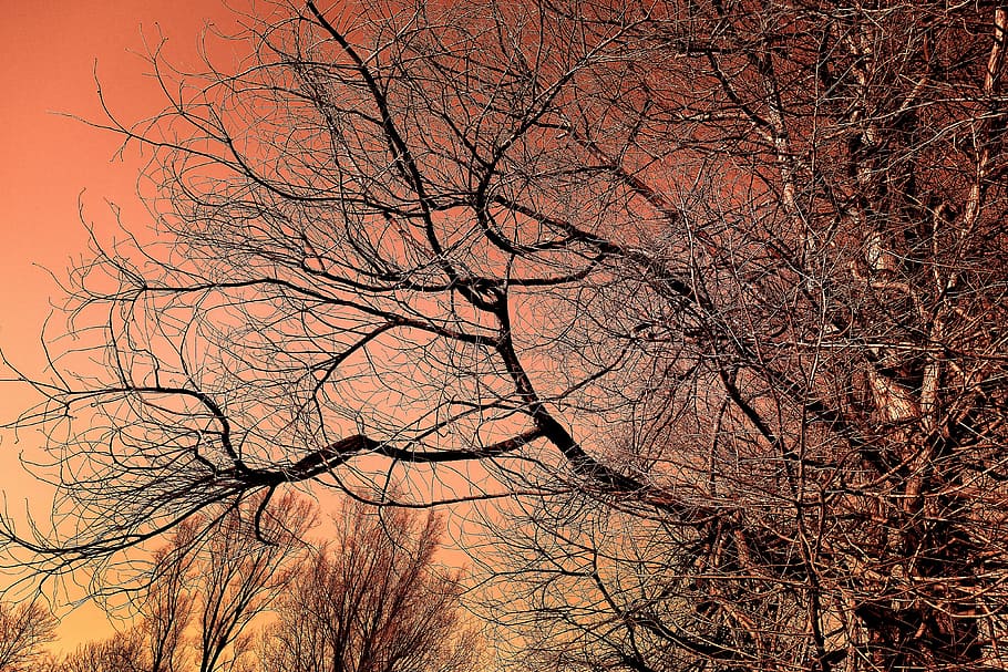 bare, tree, orange, sky, tree top, winter tree, branch, bare branch, skeletal, contours