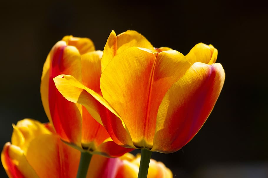 kuning, oranye, bunga, tulip, keluarga lily, musim semi, alam, schnittblume, mekar, tanaman