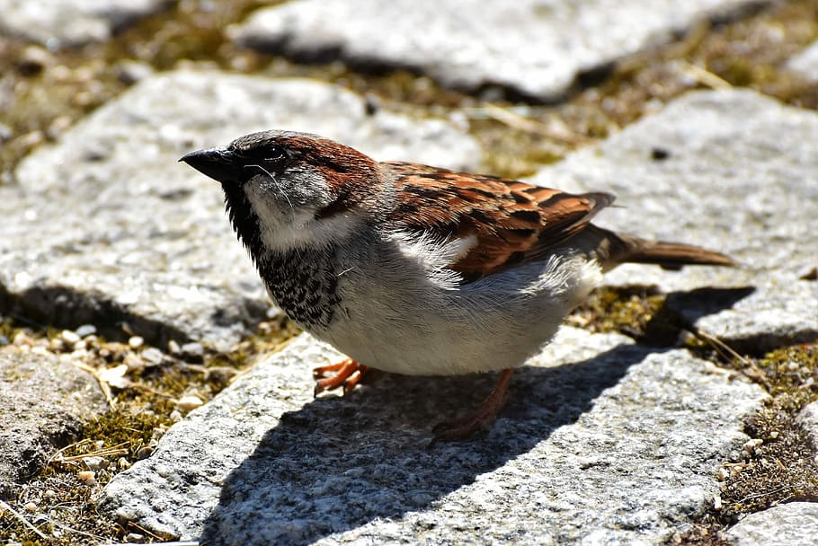 macro photography, brown, gray, bird, sparrow, sperling, animal, birdie, plumage, feather