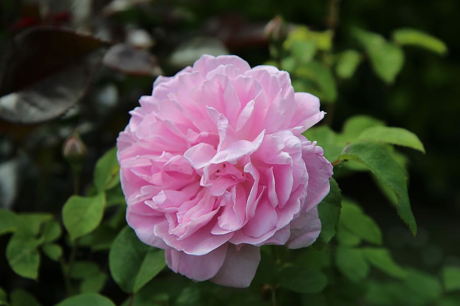 pink, rosebush, rosier english, pink rose, pink flowers, flower, flowering plant, beauty in nature, pink color, freshness