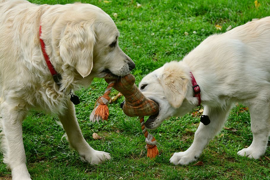two, dog, biting, brown, bone toy, surrounding, grass field, dogs, golden retriever, playing dogs