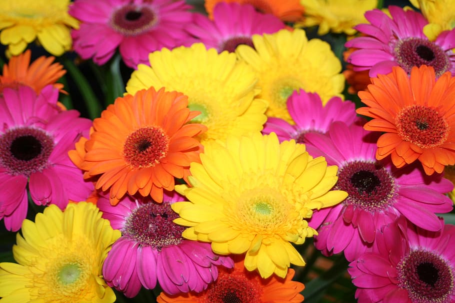 gerbera, summer, bouquet of flowers, flowering plant, flower, flower head, petal, vulnerability, freshness, plant