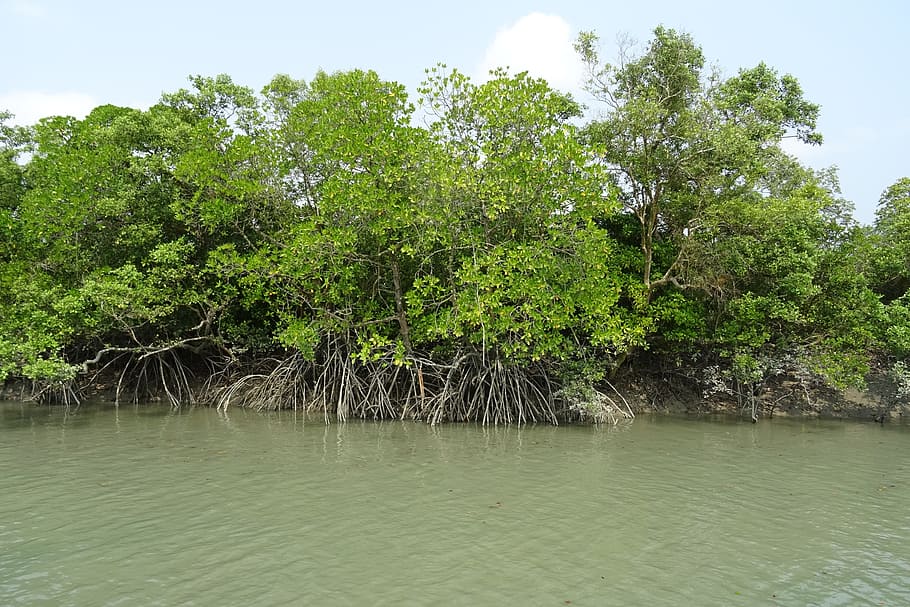 manglares, sundarbans, bosque, zancos, rhizophora apiculata, sitio ramsar, unesco, patrimonio mundial, flora, india