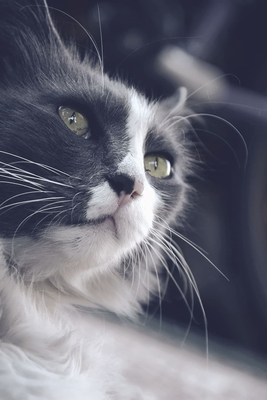 고양이, 반점, 녹색 눈, 콧수염, 상아탑에 틀어 박힌 고양이, 고양이 흰색 회색, 길 잃은 고양이, miao, 국내 고양이, 국내