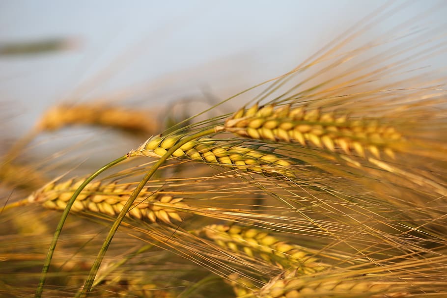 agriculture, barley in wind, plant, green, spring, evening, golden hour, nature, outdoor, crop