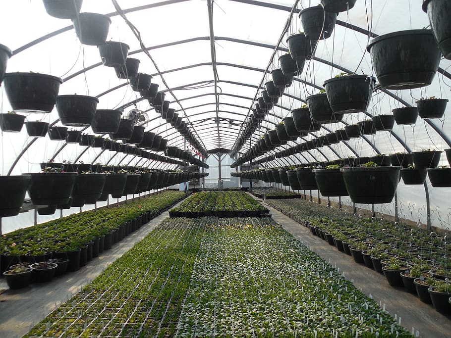 greenhouse, plants, plant, gardening, growing, organic, industry, leaf, botany, seedling