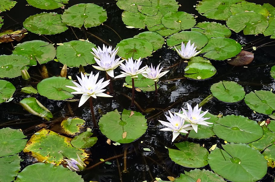 Water Lily, Nymphaea Caerulea, lily, blue water lily, sacred blue lily, nymphaeaceae, flower, pond, water, aquatic