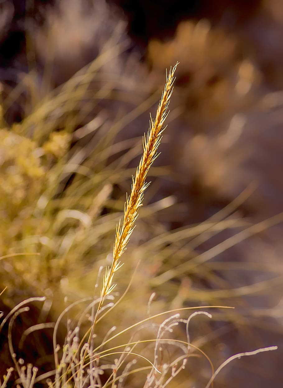 nature, plant, esparto, stem, wild, summer, agriculture, crop, cereal plant, growth