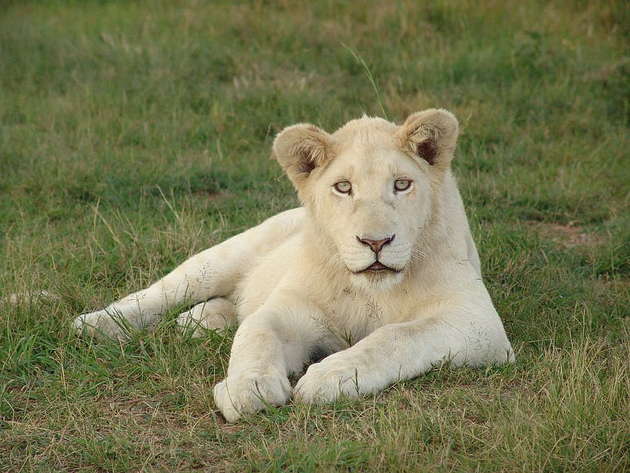 white lion, white lioness, lion, africa, lioness, nature, predator, animal world, cat, carnivores