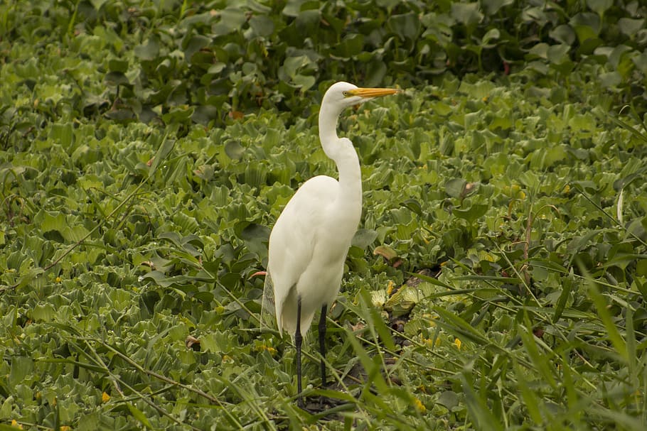 white crane, paige, nature, animal, water, little egret, beak, wild, bird, landscape