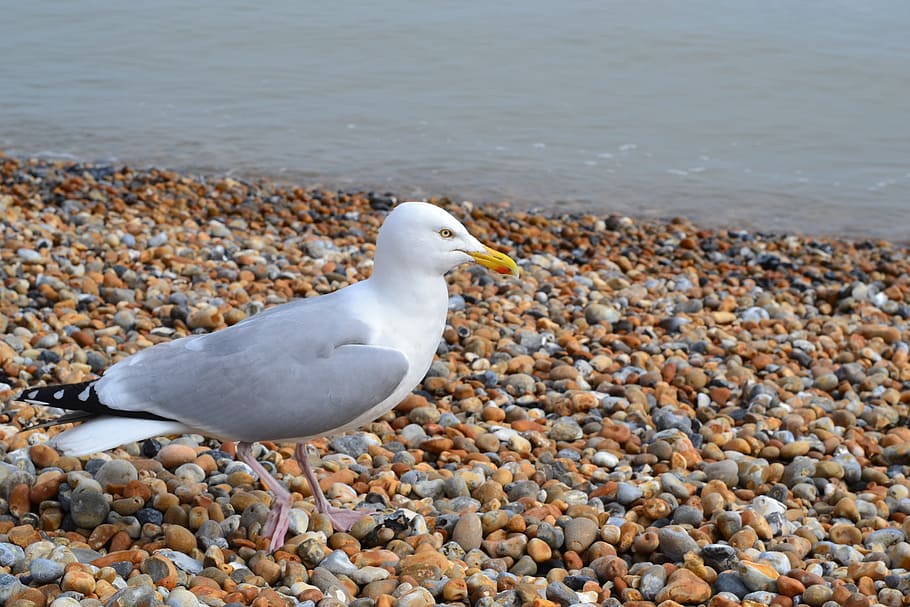 gull, beach, stones, sea, bird, water, dover, animal wildlife, animals in the wild, animal