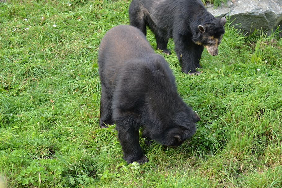 two, black, bears, crawling, daytime, spectacled bear, andean bear, tremarctos ornatus, andean short-faced bear, jukumari
