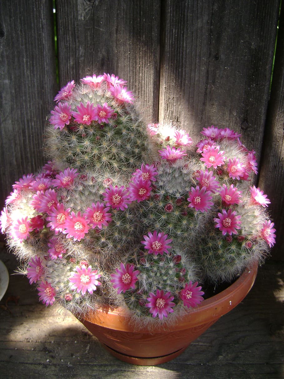 Cactus, flor, azulejo, planta, naturaleza, madera - Material, color rosa, decoración, cabeza de flor, maceta