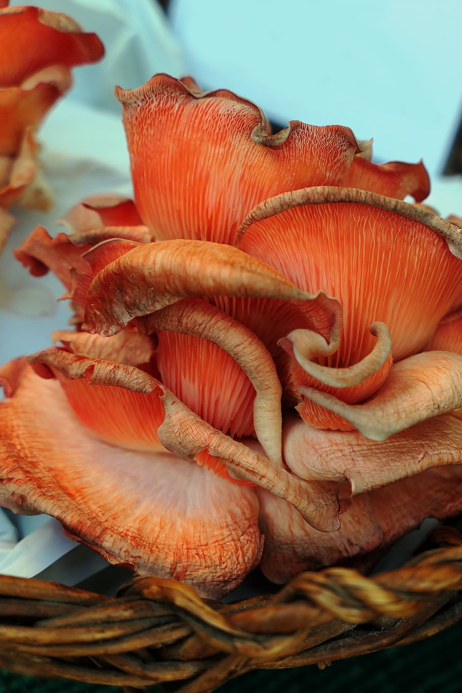 mushrooms, autumn, forest, mushroom, nature, toxic, red, macro, screen fungus, close up
