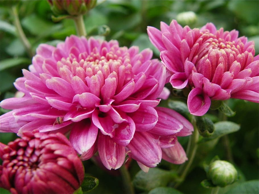 macro shot photography, pink, flowers, closeup, chrysanthemum, flower, garden, pink color, peony, plant