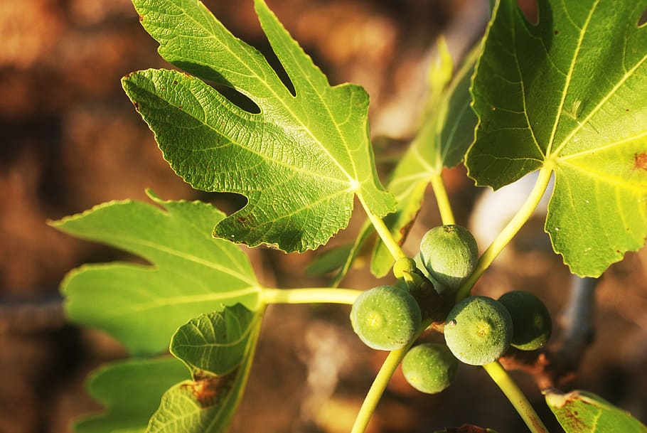 figs, fig tree, plant, leaf, plant part, growth, green color, close-up, fruit, food and drink