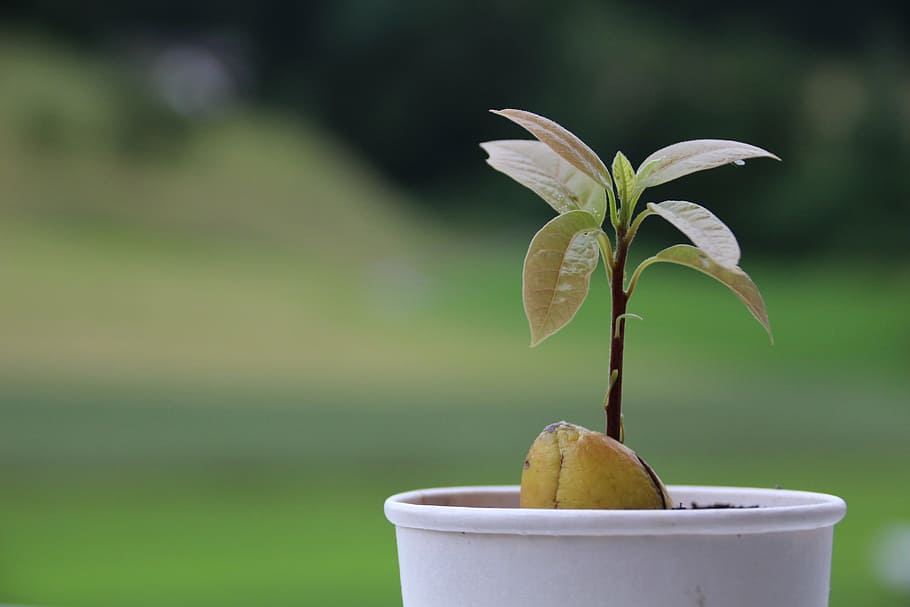 green leafed plant, avocado, plant, seed, pot, tree, growing, garden, from seed, focus on foreground