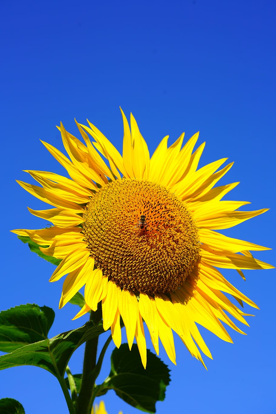 Sun Flower, Blossom, Bloom, Bee, Pollen, bee, pollen, collect, nectar, inflorescence, flower basket