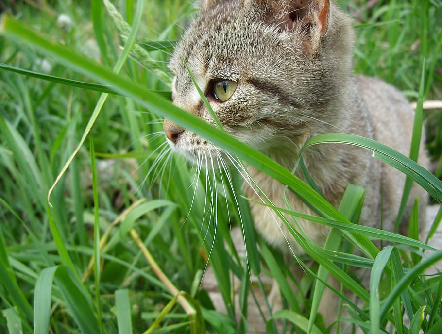 cats, kitten, animals, mammals, hidden, kitty, young, baby, grasses, green