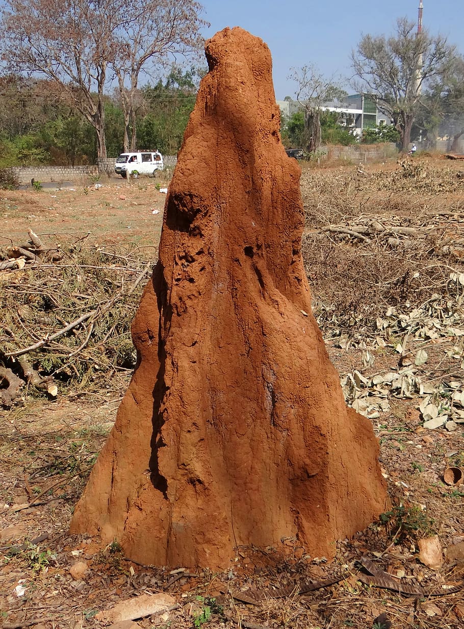 Termite, Hill, Mound, Dharwad, termite hill, termites, india, nest, animal, insect