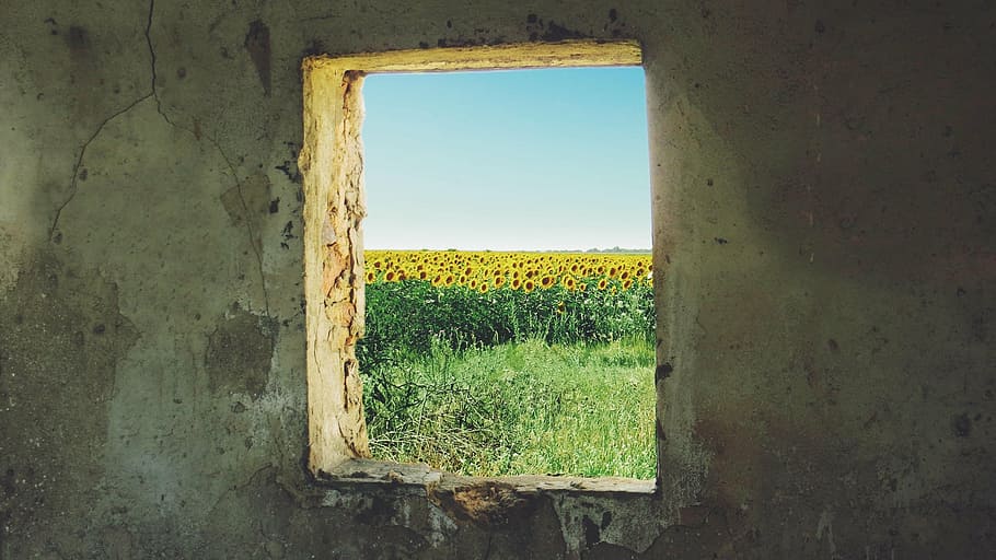 sunflower field, concrete, building, sunflower, window, grunge, ukraine, jimmy x rose, igor yastrebov ihor hawks, field