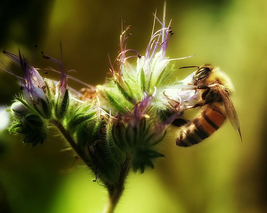 abeja, siempre, polen, néctar, apicultor, apicultura, fertilizar, fertilización, flor, floración