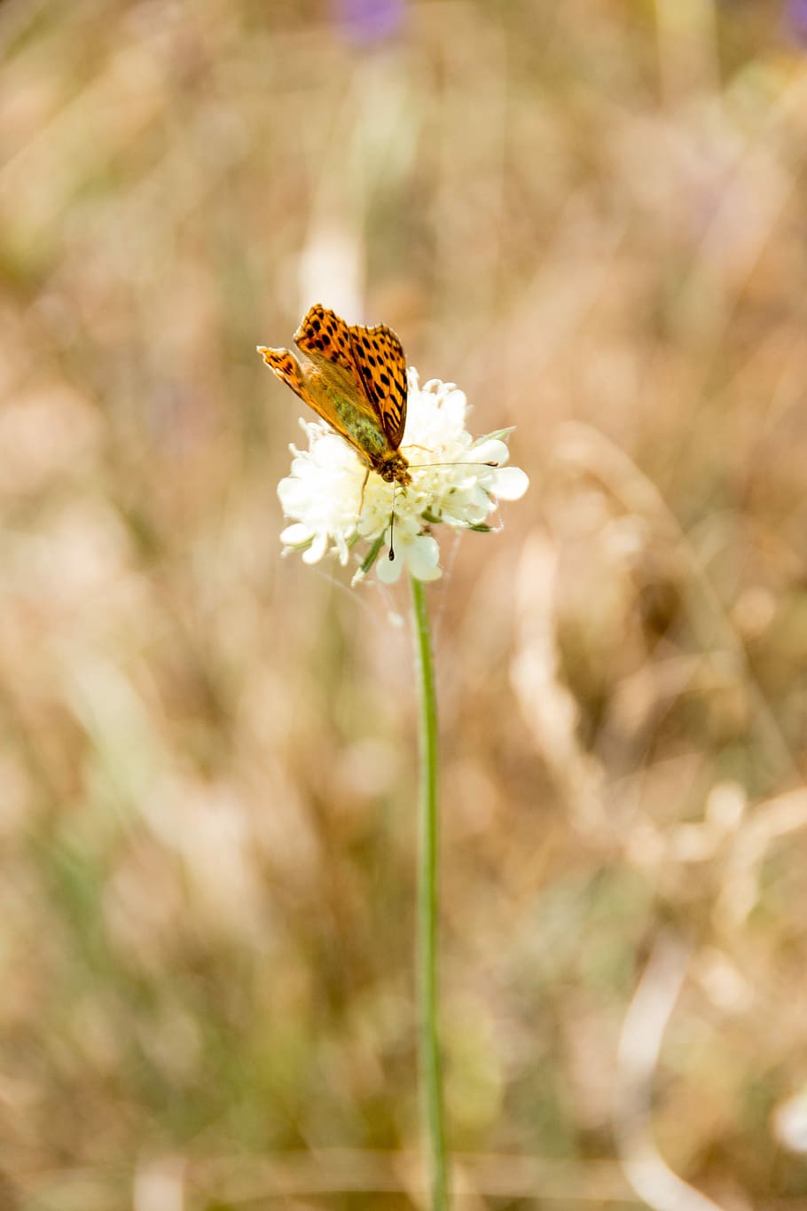 Butterfly, Nature, Insect, Animal, summer, close, wing, meadow, flower, animal world