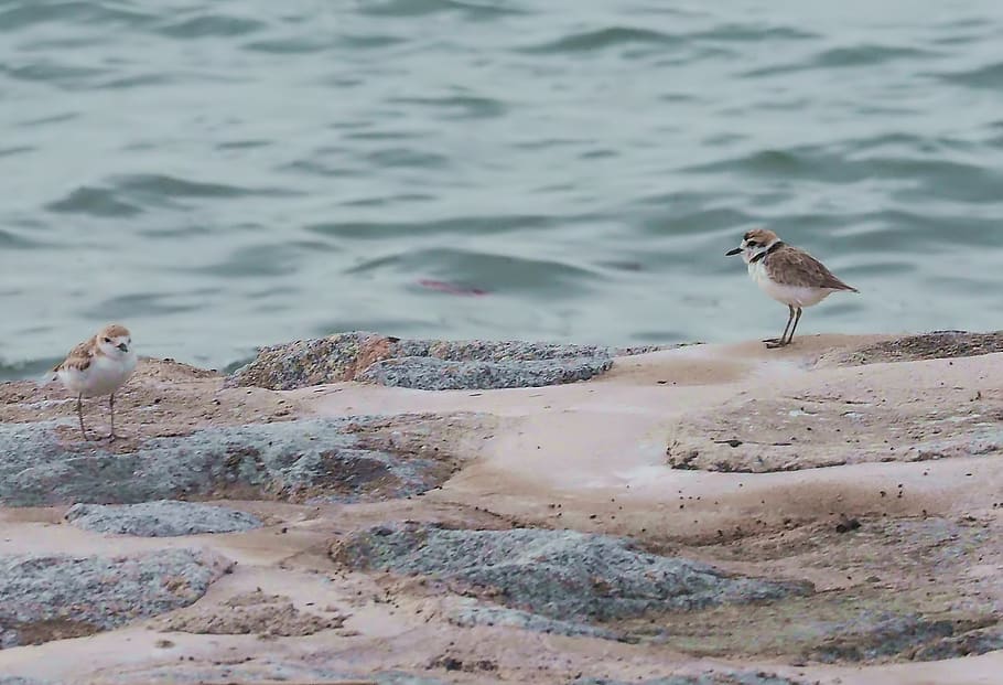 malaysian piping plover, small, migratory, bird, wild, wildlife, sea, water, resting, outdoor