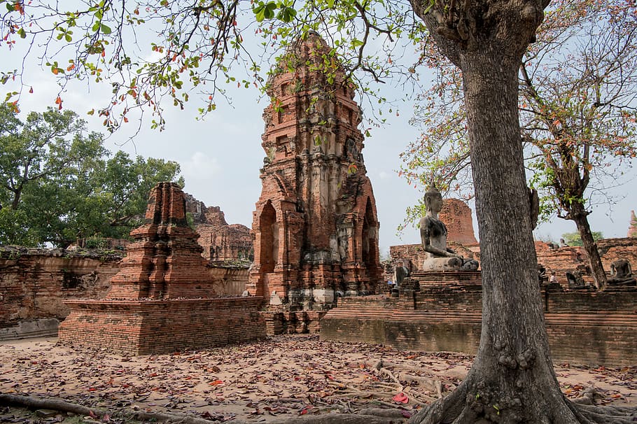 thailand, ayutthaya, ruins, history, old temples, tree, religion, place of worship, belief, built structure