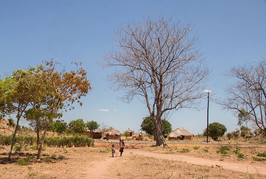 pueblo, estilo de vida, mansa, zambia, luapula, provincia, chozas, rural, remoto, árbol