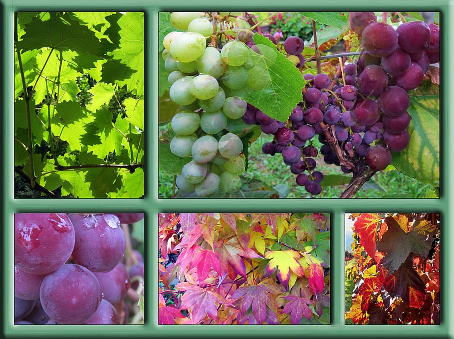 variety, fruits collage, poster, autumn, frame, decoration, colorful, october, wine, harvest