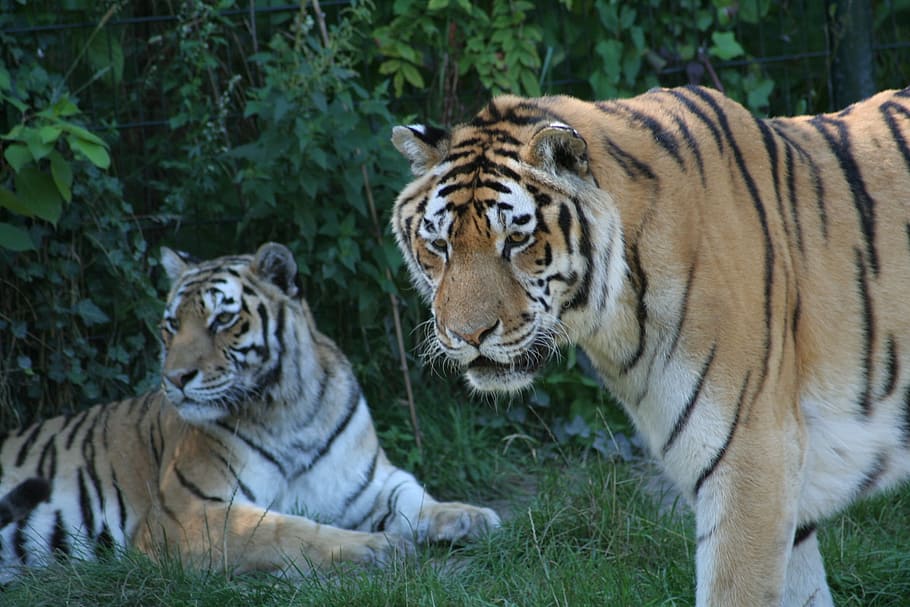 animals, tiger, predator, animal, striped, wildlife, carnivore, bengal Tiger, mammal, undomesticated Cat