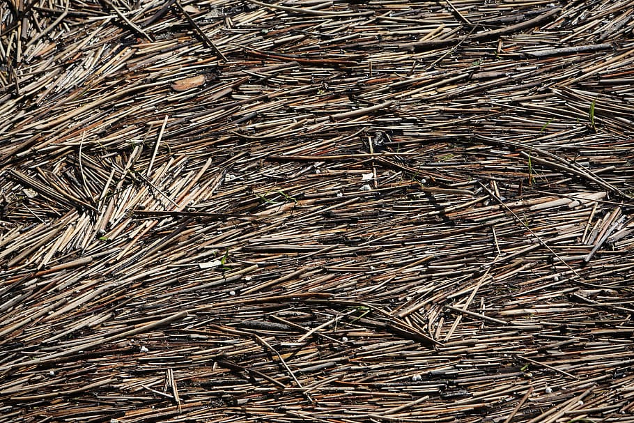 pile, brown, sticks, wood, floating, bamboo, montreal, quebec, texture, background