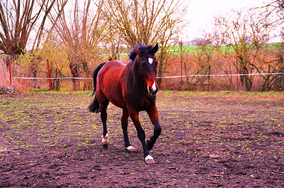 horse, animal, ride, gallop, trot, domestic, one animal, domestic animals, animal themes, tree