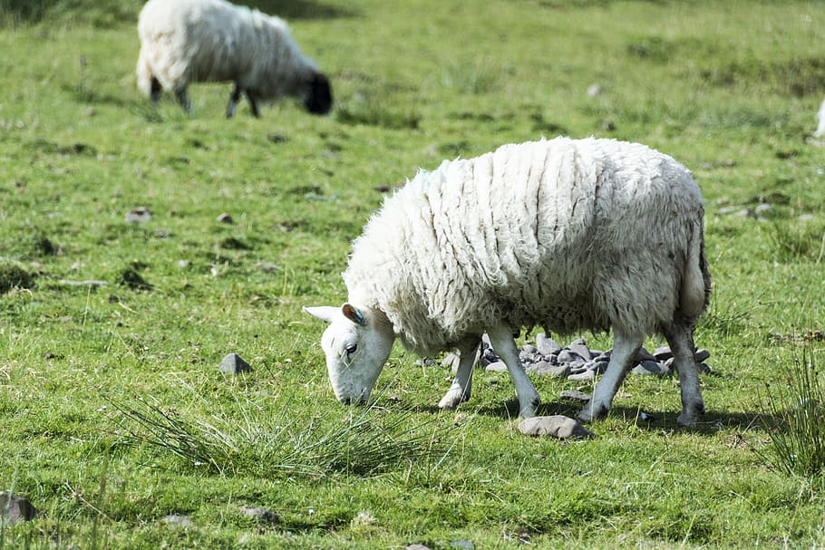 sheep, wool, woolly, sheepskin, animal, animals, agriculture, pasture, rest, scotland