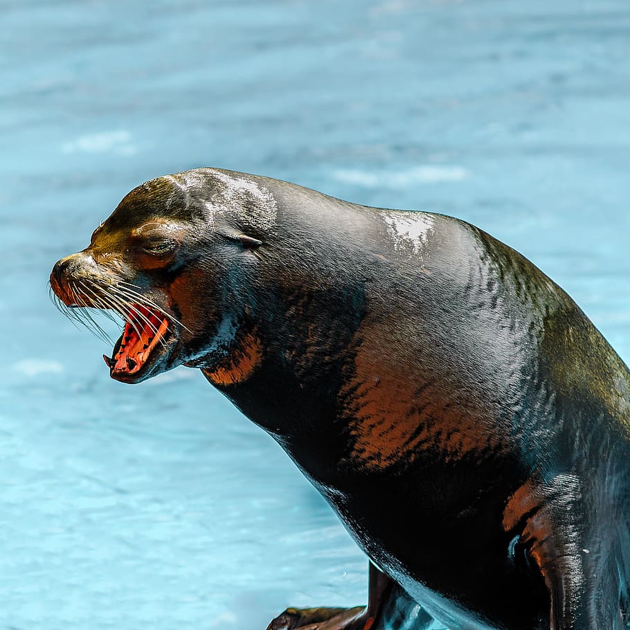 sea lion, tenerife, animal, marine mammals, shiny, water, sea water, foot, tooth, head
