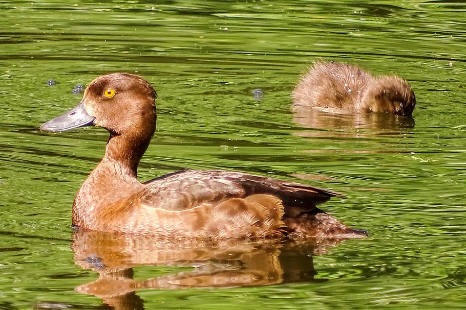 wild duck, duck, water bird, nature, duck bird, ducky, duck baby, poultry, swim, wildlife photography