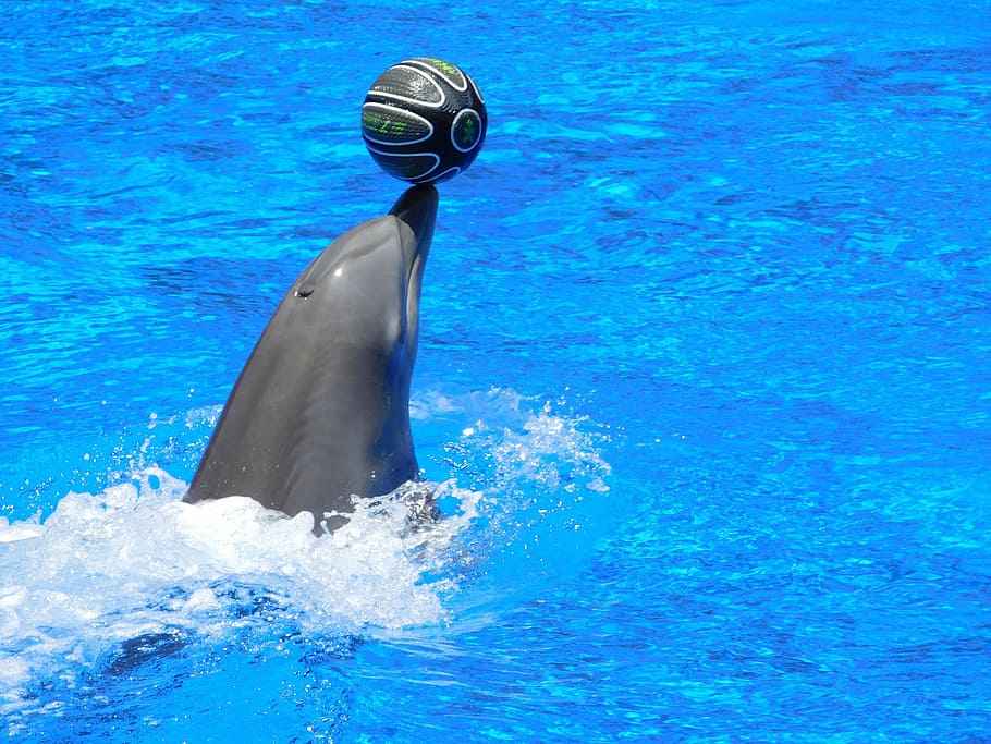 golfinho, jogando, bola, golfinhos, água, salto, parque aquático, acrobacias, mostrar, diversão