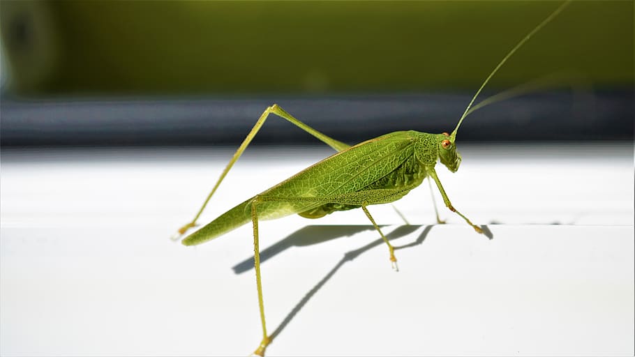 viridissima, grasshopper, green, insect, close up, summer, macro, skip, probe, creature