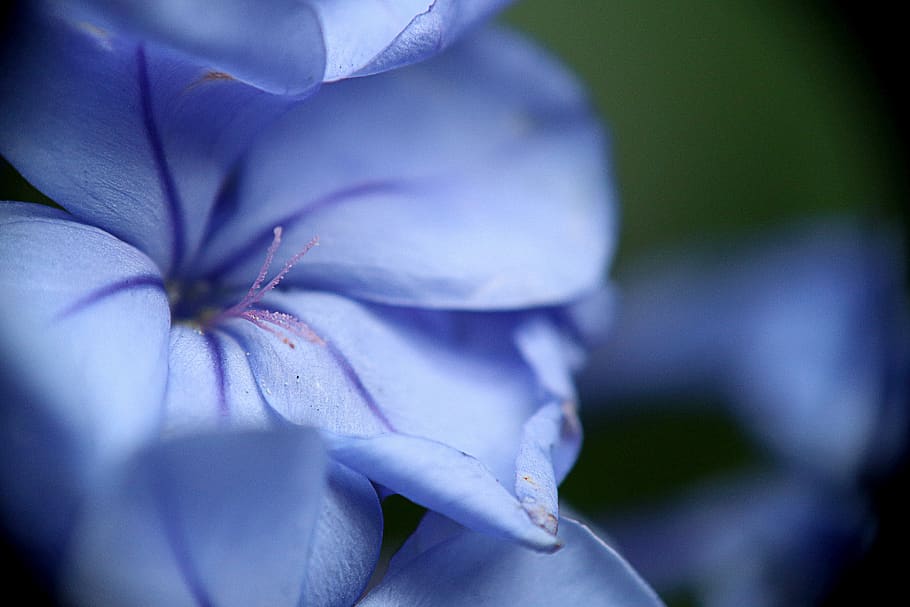 flower, jasmine blue, petals, pistil, nature, flowering plant, plant, freshness, close-up, beauty in nature