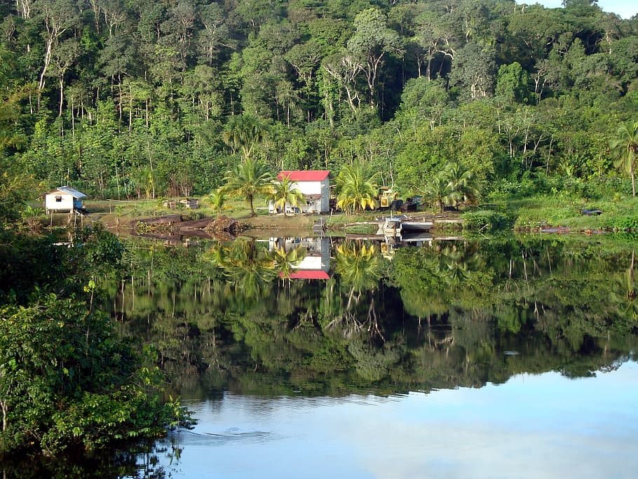 gayana, jungle, river, dawn, forest, morning, travel, trees, reflection, light