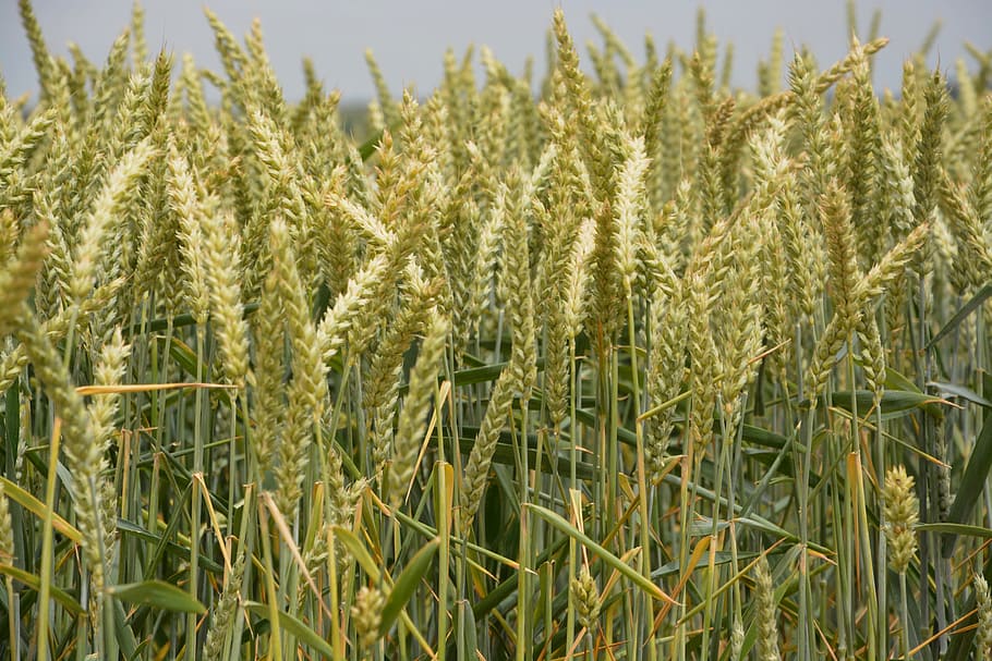 wheats, culture, harvest, cereals, food, fields, field, agriculture, epi, agricultural